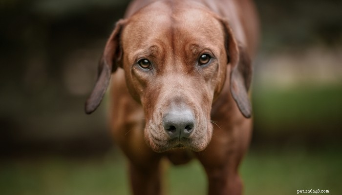 Profil de chien Redbone Coonhound