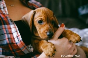 Redbone Coonhound Dog Profile