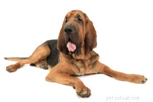 가장 남자다운 개 품종 20가지