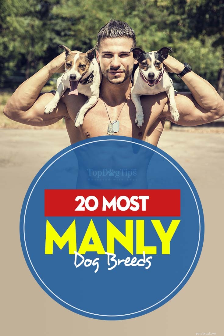 20ほとんどの男らしい犬の品種 