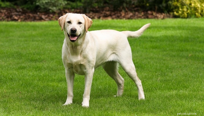股関節形成不全のリスクが最も高い20の犬種 