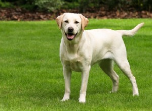 20 hundraser som löper störst risk för höftledsdysplasi