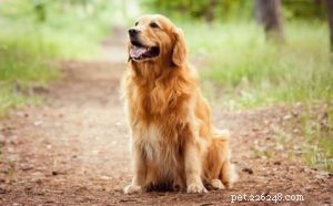 20 races de chiens les plus à risque de dysplasie de la hanche