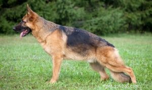 20 psích plemen nejvíce ohrožených dysplazií kyčle
