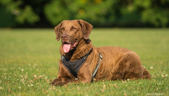 20 razze canine più a rischio di displasia dell anca