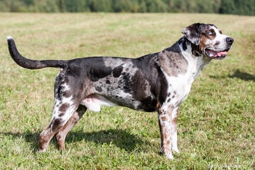 20 пород собак, наиболее подверженных риску дисплазии тазобедренного сустава