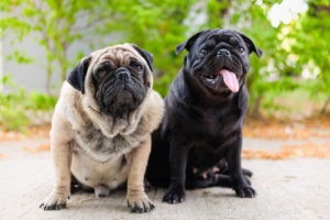 20 пород собак, наиболее подверженных риску дисплазии тазобедренного сустава