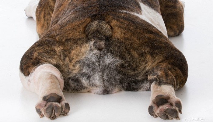 20 hundraser som löper störst risk för höftledsdysplasi