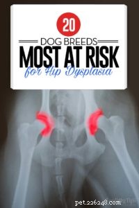20 raças de cães com maior risco de displasia da anca