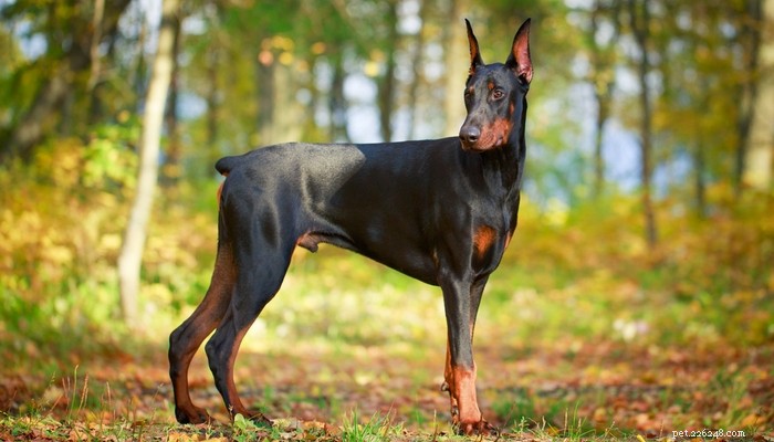35 plus belles races de chiens au monde