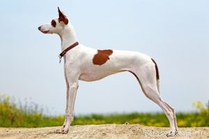 35世界で最も美しい犬種 