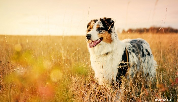 35 plus belles races de chiens au monde