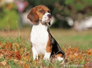 35世界で最も美しい犬種 