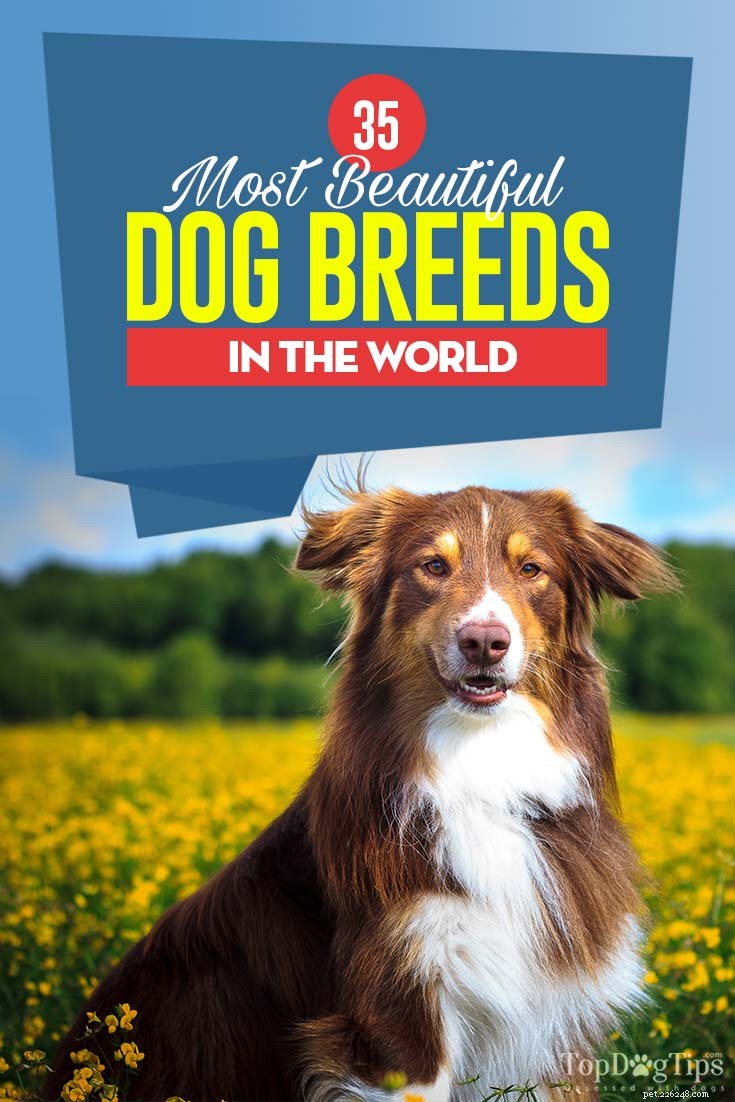 35 mooiste hondenrassen ter wereld