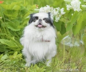 35 vackraste hundraser i världen