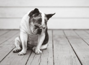 25 races de chiens les plus à risque d arthrite