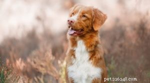 25 raças de cães com maior risco de artrite