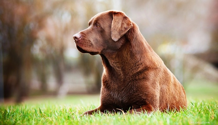25 psích plemen nejvíce ohrožených artritidou