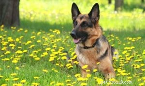 25 hundraser som löper störst risk för artrit