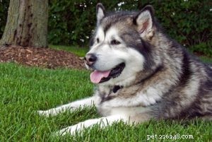 25 пород собак, подверженных наибольшему риску артрита