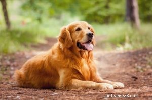 25 razze canine più a rischio di artrite