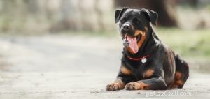 関節炎のリスクが最も高い25の犬種 
