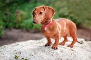 25 races de chiens les plus à risque d arthrite