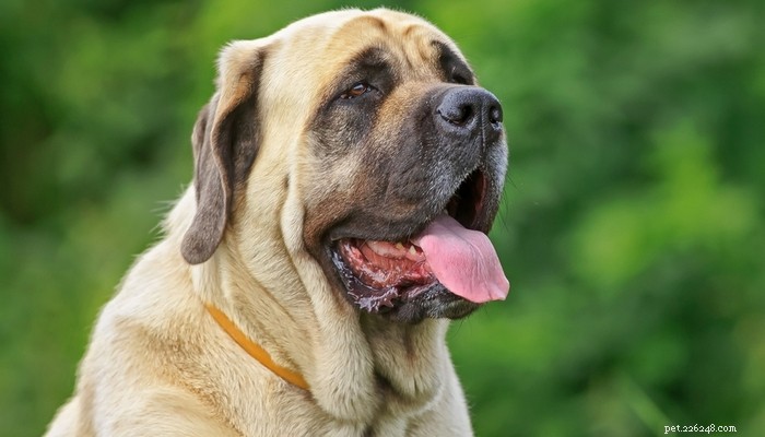 25 hondenrassen die het meeste risico lopen op artritis