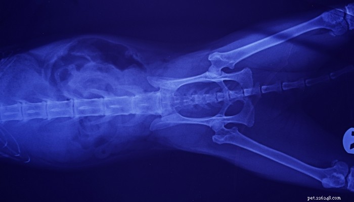 25 hundraser som löper störst risk för artrit