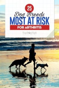 25 psích plemen nejvíce ohrožených artritidou