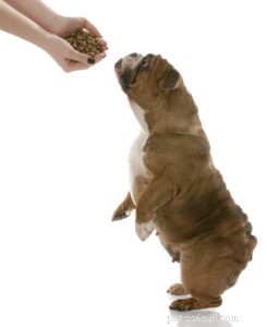 Bästa hundfoder för engelska bulldoggar:6 veterinärrekommenderade märken