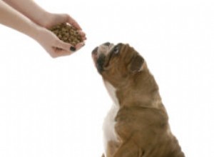Meilleure nourriture pour chiens pour bouledogues anglais :6 marques recommandées par les vétérinaires