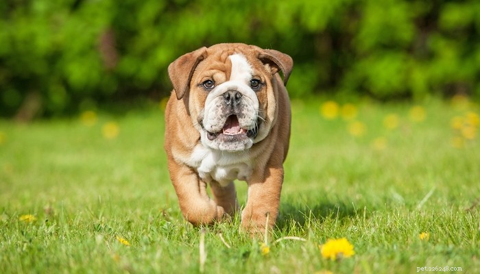 Beste hondenvoer voor Engelse Bulldogs:6 door dierenartsen aanbevolen merken