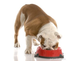 Il miglior cibo per cani per bulldog inglesi:6 marchi consigliati dai veterinari