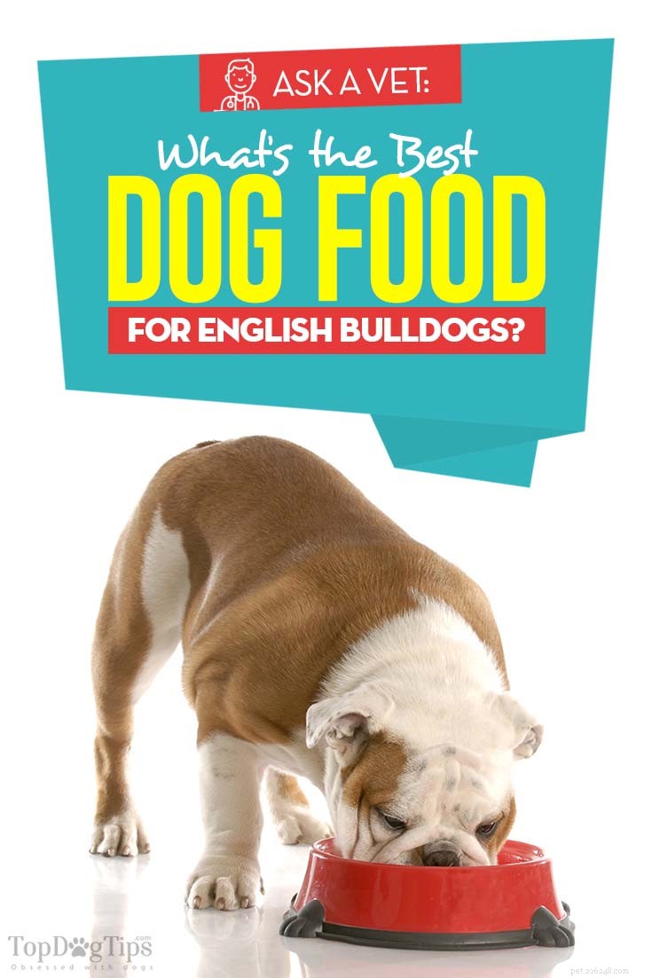 Meilleure nourriture pour chiens pour bouledogues anglais :6 marques recommandées par les vétérinaires