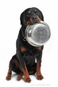 Лучший корм для собак для ротвейлеров:5 брендов, рекомендованных ветеринарами