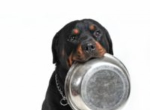 Nejlepší krmivo pro psy pro rotvajlery:5 značek doporučených veterináři