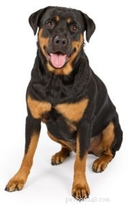 Il miglior cibo per cani per rottweiler:5 marchi consigliati dai veterinari