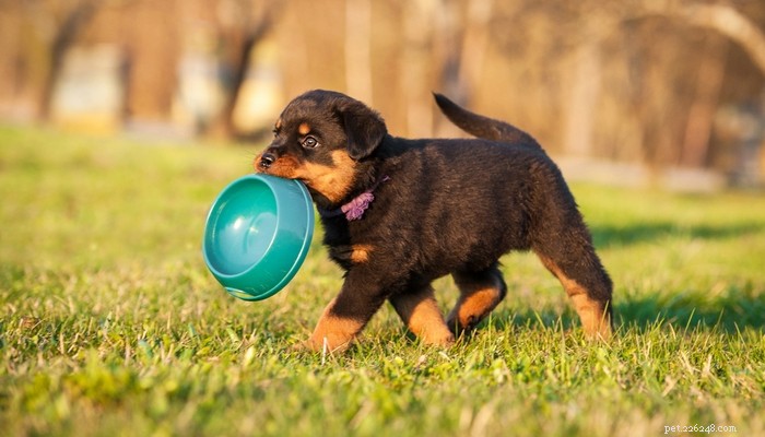 Meilleure nourriture pour chien pour Rottweiler :5 marques recommandées par les vétérinaires