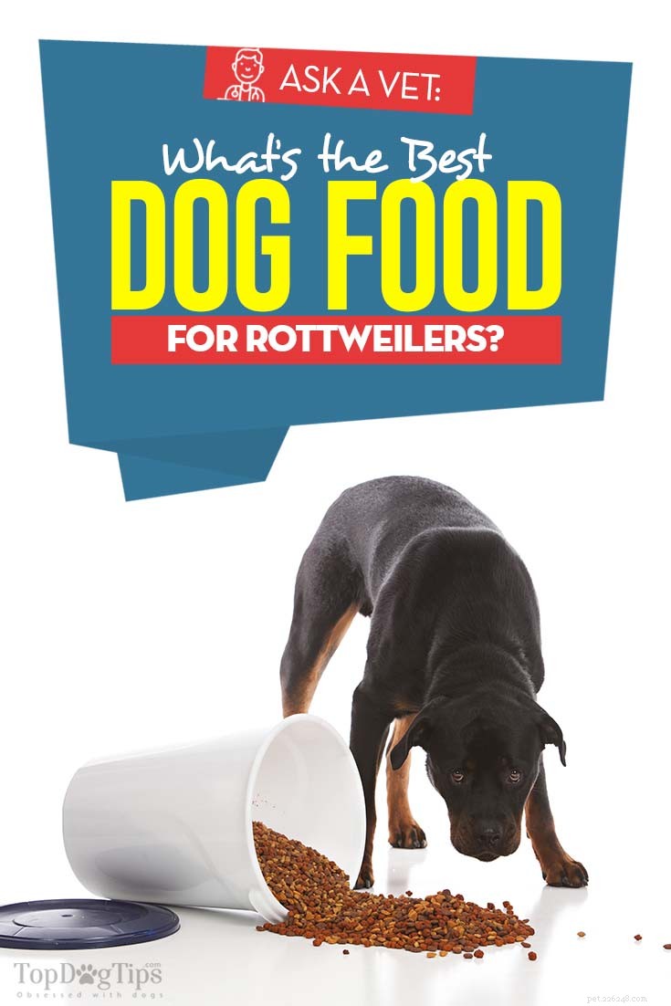 Meilleure nourriture pour chien pour Rottweiler :5 marques recommandées par les vétérinaires
