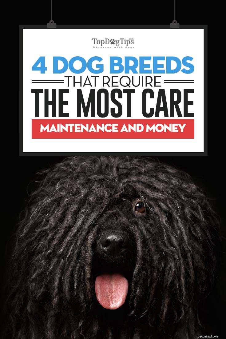 4 razze canine che richiedono la massima cura, manutenzione e denaro