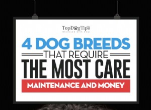 4 races de chiens qui nécessitent le plus de soins, d entretien et d argent