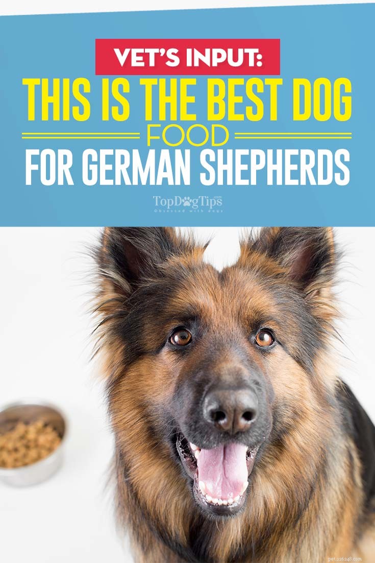 Melhor ração para pastores alemães:8 marcas recomendadas por veterinários