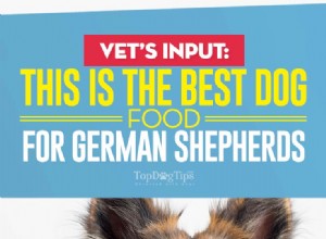 Melhor ração para pastores alemães:8 marcas recomendadas por veterinários