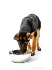 Bästa hundfoder för schäfer:8 veterinärrekommenderade märken