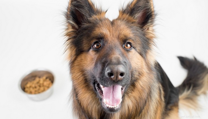 Meilleure nourriture pour chiens pour bergers allemands :8 marques recommandées par les vétérinaires