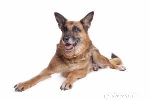 Nejlepší krmivo pro psy pro německé ovčáky:8 značek doporučených veterináři