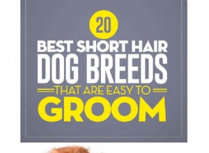 手入れが簡単な20の最高のショートヘア犬の品種 