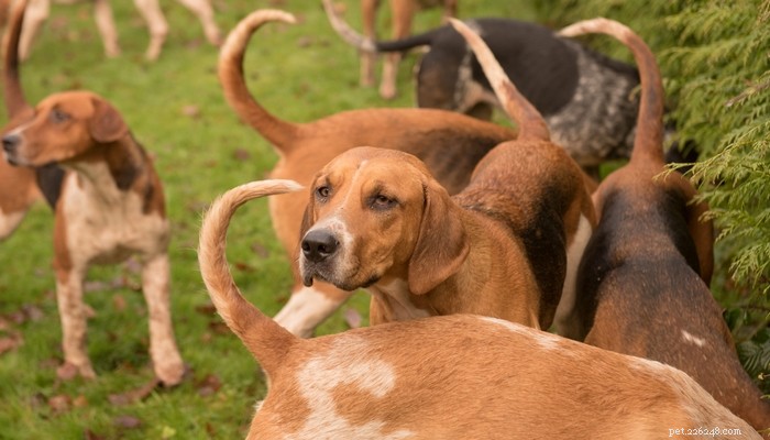 20 nejlepších krátkosrstých plemen psů, která se snadno upravují