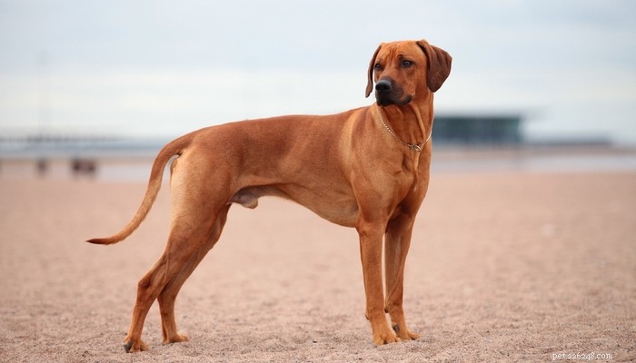 20 melhores raças de cães de pelo curto que são fáceis de cuidar